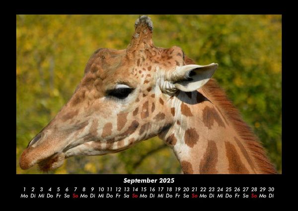 Produktbild: Giraffen 2025 Fotokalender DIN A3