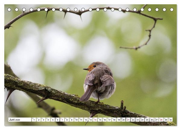Produktbild: Geliebtes Rotkehlchen (Tischkalender 2026 DIN A5 quer), CALVENDO Monatskalender