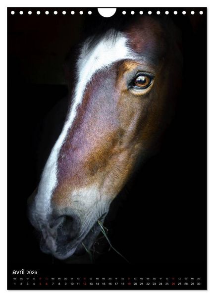 Produktbild: Chevaux en Portraits (Calendrier mural 2026 DIN A4 horizontal), CALVENDO calendrier mensuel