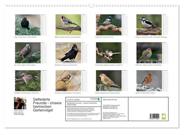 Produktbild: Gefiederte Freunde - Unsere heimischen Gartenv&ouml;gel (Wandkalender 2026 DIN A2 quer), CALVENDO Monatskalender