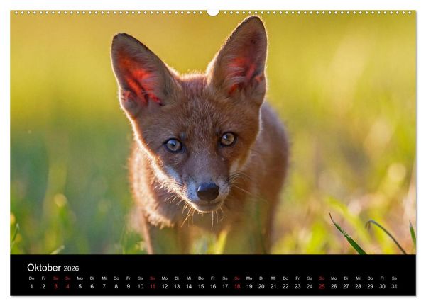 Produktbild: F&uuml;chse in freier Natur (hochwertiger Premium Wandkalender 2026 DIN A2 quer), Kunstdruck in Hochglanz