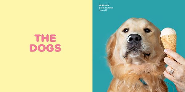 Produktbild: Dogs vs. Ice Cream