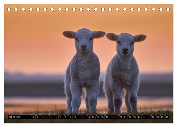 Produktbild: Schafe auf Sylt (Tischkalender 2026 DIN A5 quer), CALVENDO Monatskalender