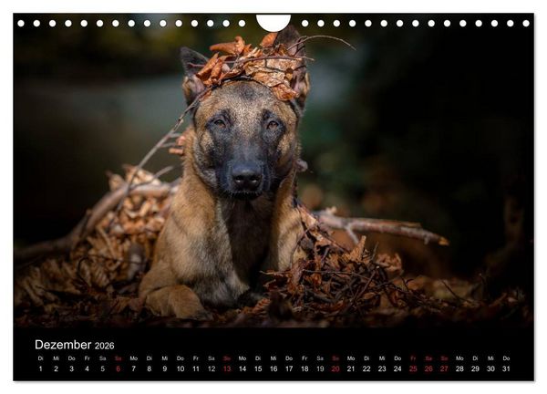 Produktbild: Belgischer Sch&auml;ferhund - Der Malinois (Wandkalender 2026 DIN A4 quer), CALVENDO Monatskalender
