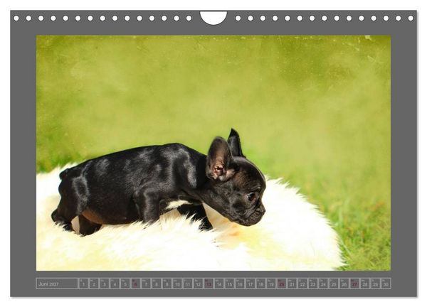 Produktbild: Franz&ouml;sische Bulldoggen (Wandkalender 2027 DIN A4 quer), CALVENDO Monatskalender