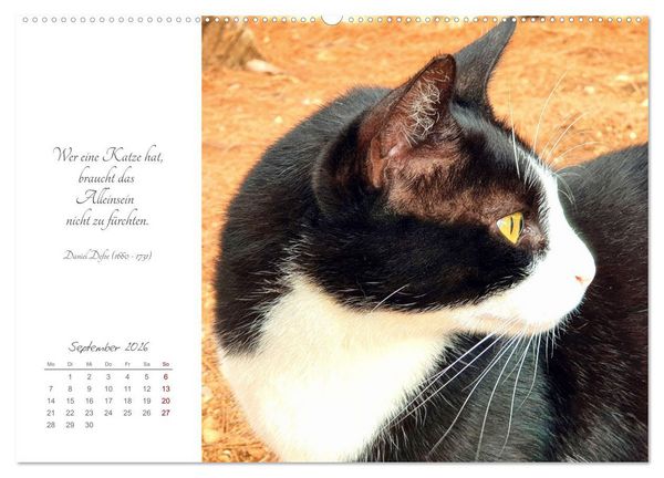 Produktbild: Catlovers - Ein Jahr voller Samtpfoten und charmanten Weisheiten (Wandkalender 2026 DIN A2 quer), CALVENDO Monatskalender
