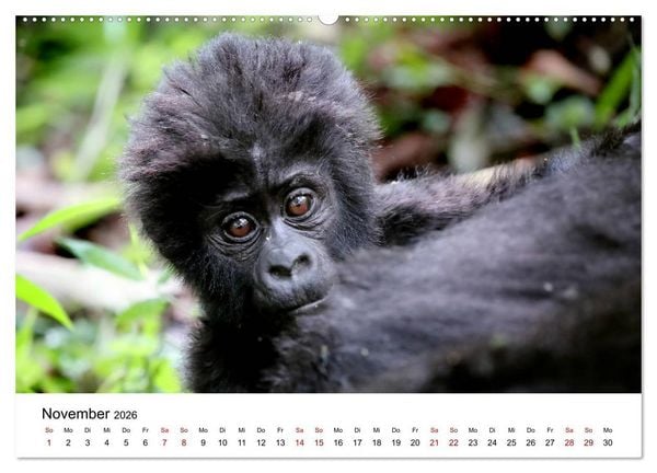 Produktbild: UGANDA - Berggorillas & Chimps (Wandkalender 2026 DIN A2 quer), CALVENDO Monatskalender