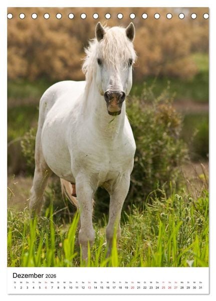 Produktbild: Camargue Pferde - wei&szlig;e M&auml;hnen (Tischkalender 2026 DIN A5 hoch), CALVENDO Monatskalender