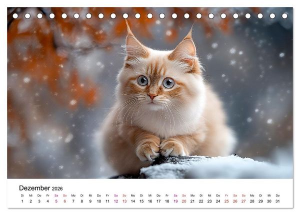Produktbild: Katzenzauber - Samtpfoten im Jahreslauf (Tischkalender 2026 DIN A5 quer), CALVENDO Monatskalender