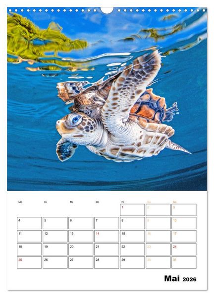 Produktbild: Wunderbare Wasserwelt der Meeresschildkr&ouml;ten (Wandkalender 2026 DIN A3 hoch), CALVENDO Monatskalender