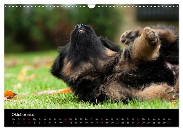 Produktbild: Deutscher Sch&auml;ferhund - Welpen (Wandkalender 2026 DIN A3 quer), CALVENDO Monatskalender