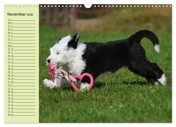 Produktbild: Traumhund Bobtail (Wandkalender 2026 DIN A3 quer), CALVENDO Monatskalender