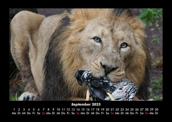 Produktbild: L&ouml;wen in der Wildnis 2025 Fotokalender DIN A3
