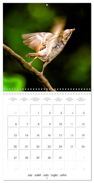 Produktbild: The Wild Sparrow Gang (Wall Calendar 2026 12 &times; 12 Inch) CALVENDO 12 Month Wall Calendar