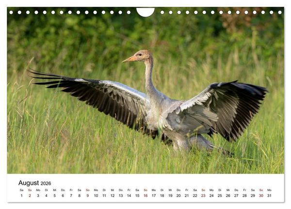 Produktbild: Kraniche im Erzgebirge (Wandkalender 2026 DIN A4 quer), CALVENDO Monatskalender