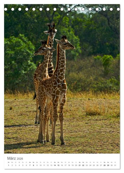 Produktbild: Giraffen - Die Grazien in Afrikas Savannen (Tischkalender 2026 DIN A5 hoch), CALVENDO Monatskalender