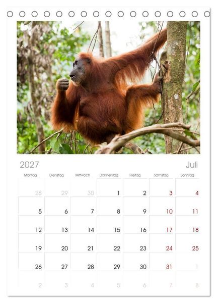 Produktbild: Tischplaner 2027 - Orang-Utans - Menschen des Regenwaldes (A5 Tischkalender zum Aufstellen) CALVENDO