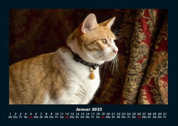 Produktbild: Katzen 2025 Fotokalender DIN A4