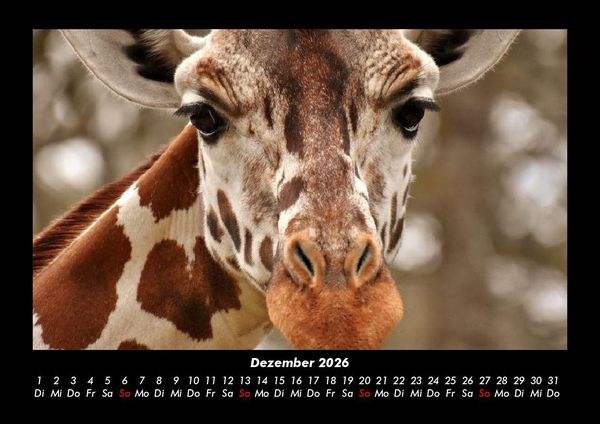 Produktbild: Giraffen 2026 Fotokalender DIN A3