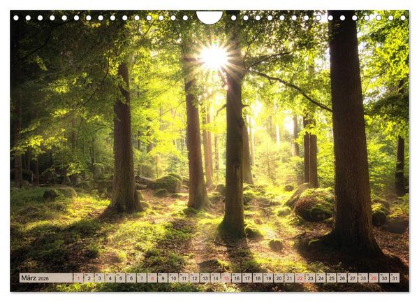 Produktbild: Leise durch den Wald. Sich Zeit nehmen und der Stille lauschen (Wandkalender 2026 DIN A4 quer), CALVENDO Monatskalender