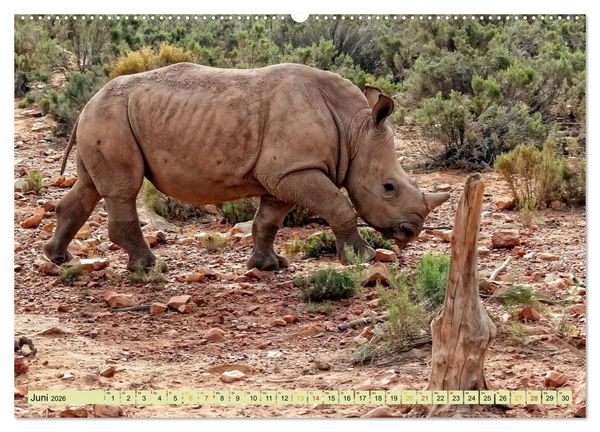 Produktbild: Bedrohte Tierart - Nashorn (Wandkalender 2026 DIN A2 quer), CALVENDO Monatskalender