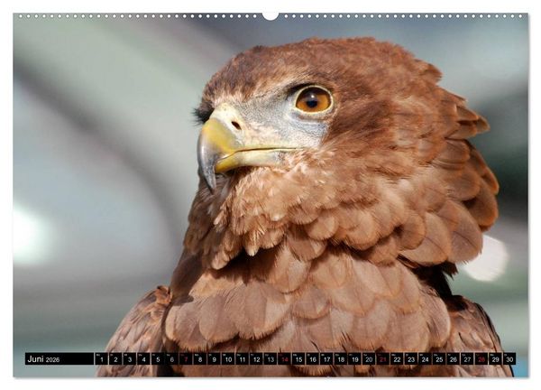 Produktbild: Adler und Greife - K&ouml;nige des Himmels (hochwertiger Premium Wandkalender 2026 DIN A2 quer), Kunstdruck in Hochglanz