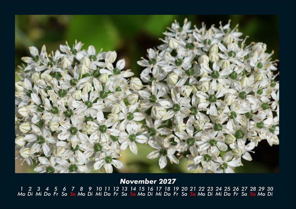 Produktbild: Blumenzauber 2027 Fotokalender DIN A4