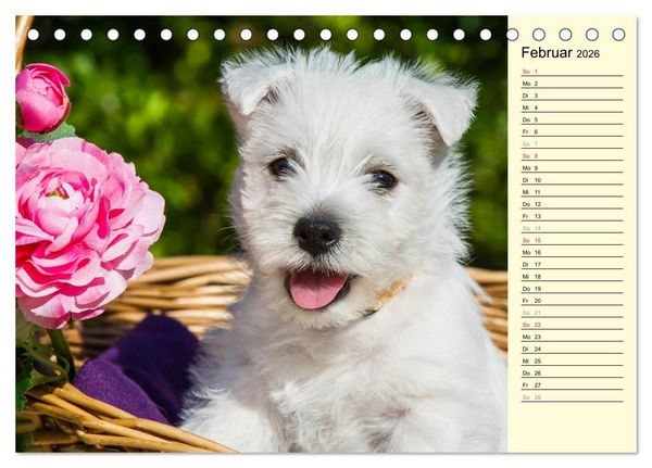 Produktbild: Kobold auf 4 Pfoten - West Highland White Terrier (Tischkalender 2026 DIN A5 quer), CALVENDO Monatskalender