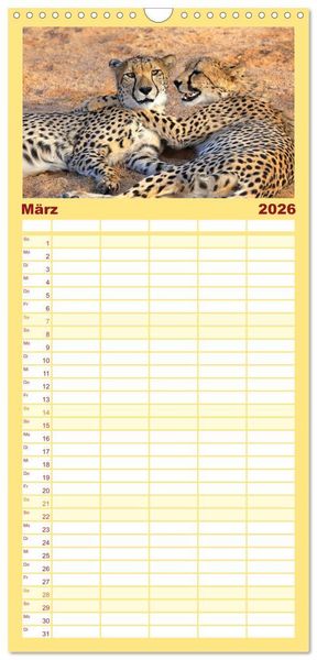 Produktbild: Familienplaner 2026 - Geparden - Begegnungen in Afrika mit 5 Spalten (Wandkalender, 21 x 45 cm) CALVENDO
