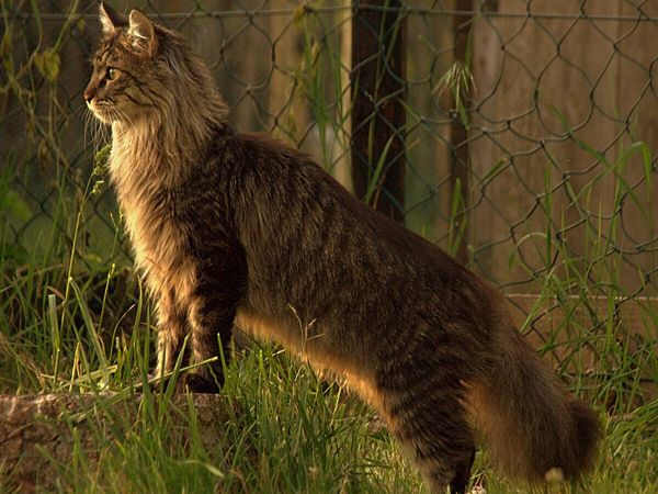 Produktbild: CALVENDO Puzzle Katzen - Maine Coon | 1000 Teile Lege-Gr&ouml;&szlig;e 64x48cm Foto-Puzzle f&uuml;r gl&uuml;ckliche Stunden