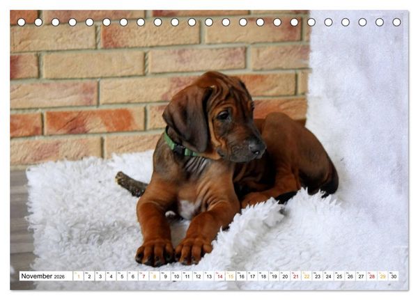 Produktbild: Rhodesian Ridgeback - eine Liebe f&uuml;rs Leben (Tischkalender 2026 DIN A5 quer), CALVENDO Monatskalender