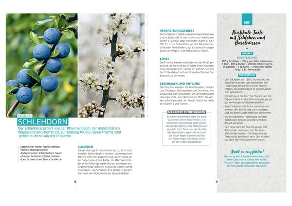 Produktbild: Wilde Ernte aus dem Wald - 40 essbare Pflanzen - einfache Bestimmung, kompaktes Wissen und leckere Rezepte