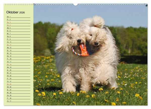 Produktbild: Traumhund Bobtail (hochwertiger Premium Wandkalender 2026 DIN A2 quer), Kunstdruck in Hochglanz