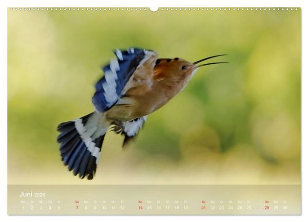 Produktbild: Wiedehopf (Wandkalender 2026 DIN A2 quer), CALVENDO Monatskalender