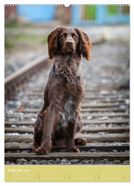 Produktbild: Deutsch Langhaar Butz - Jagdhund mit Passion und Herzblut (Wandkalender 2026 DIN A2 hoch), CALVENDO Monatskalender