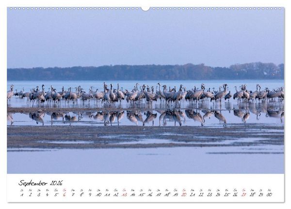 Produktbild: Kraniche am Schlafplatz - im Naturparadies der Mecklenburgischen Seenplatte (hochwertiger Premium Wandkalender 2026 DIN A2 quer), Kunstdruck in Hochglanz