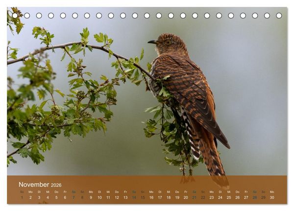 Produktbild: Kuckuck,Kuckuck,rufts aus dem Wald (Tischkalender 2026 DIN A5 quer), CALVENDO Monatskalender