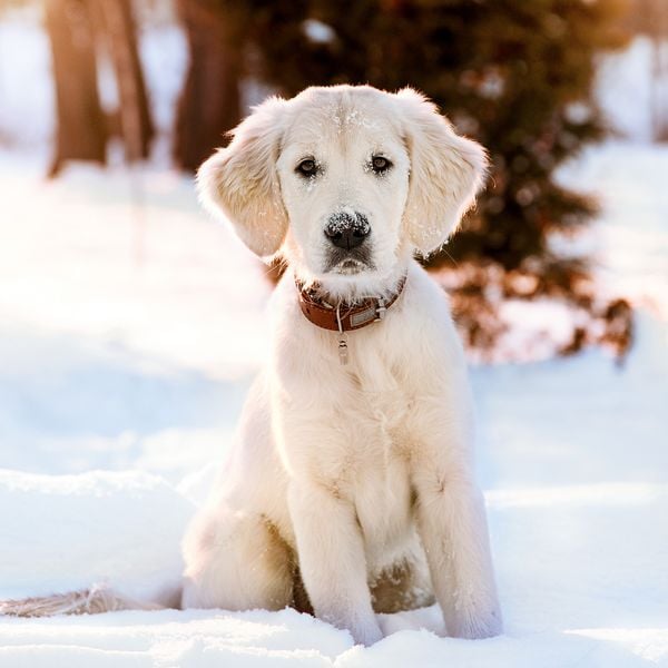 Produktbild: Hundewelpen / Puppy Dogs 2027