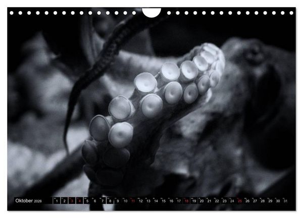Produktbild: Meerestiere Bilder in Schwarz Weiss (Wandkalender 2026 DIN A4 quer), CALVENDO Monatskalender