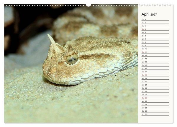 Produktbild: Gef&auml;hrliche Schlangen (hochwertiger Premium Wandkalender 2027 DIN A2 quer), Kunstdruck in Hochglanz