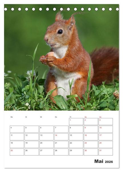Produktbild: Eichh&ouml;rnchen Luna (Tischkalender 2026 DIN A5 hoch), CALVENDO Monatskalender