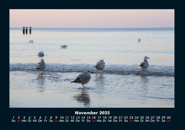 Produktbild: M&ouml;wen 2025 Fotokalender DIN A4