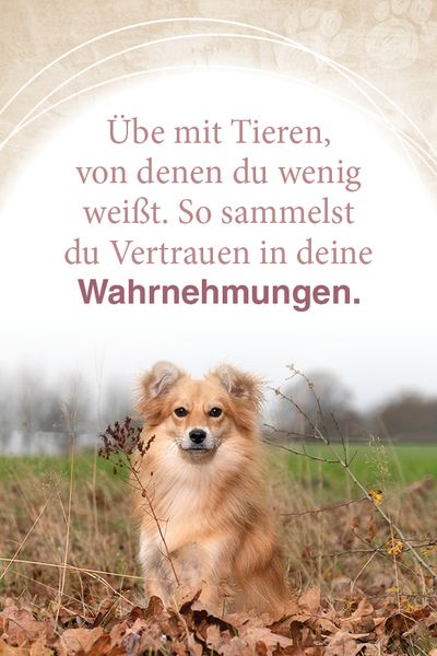 Produktbild: Mit Tieren kommunizieren