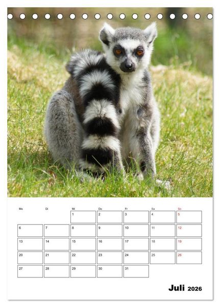 Produktbild: Katta Terminplaner (Tischkalender 2026 DIN A5 hoch), CALVENDO Monatskalender