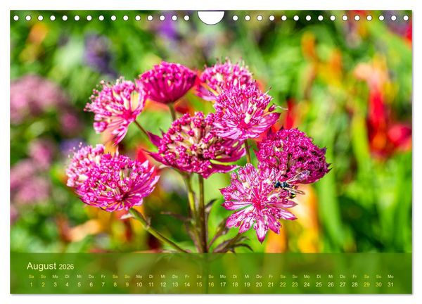 Produktbild: der staudengarten zu bad hersfeld (Wandkalender 2026 DIN A4 quer), CALVENDO Monatskalender