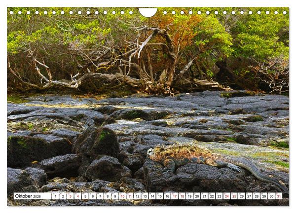 Produktbild: Gal&aacute;pagos - Die verwunschenen Inseln (Wandkalender 2026 DIN A4 quer), CALVENDO Monatskalender