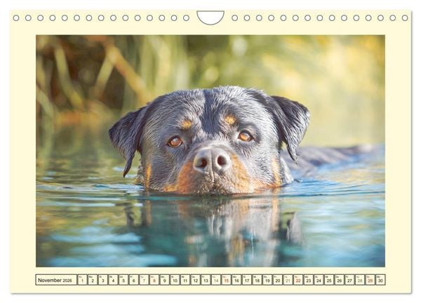 Produktbild: Rottweiler Momente. Kraftvolle Eleganz in der Natur (Wandkalender 2026 DIN A4 quer), CALVENDO Monatskalender