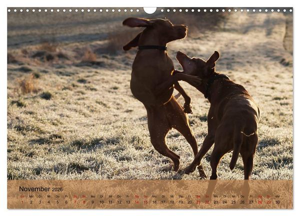 Produktbild: Magyar Vizsla - Ungarischer Vorstehhund (Wandkalender 2026 DIN A3 quer), CALVENDO Monatskalender