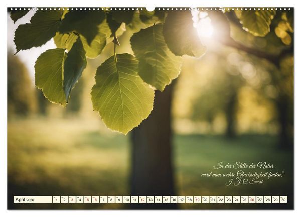Produktbild: Waldbaden - Shinrin Yoku (Wandkalender 2026 DIN A2 quer), CALVENDO Monatskalender