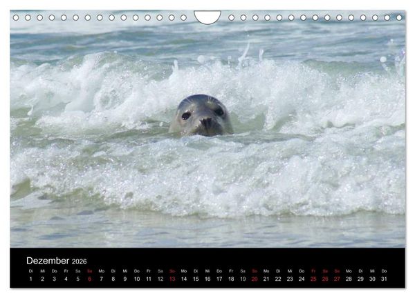 Produktbild: Verspielte Robben (Wandkalender 2026 DIN A4 quer), CALVENDO Monatskalender